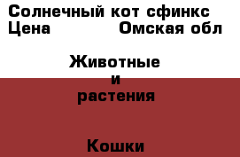 Солнечный кот сфинкс › Цена ­ 2 000 - Омская обл. Животные и растения » Кошки   